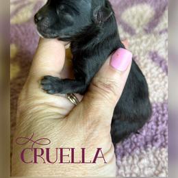 CRUELLA - Black female Pomeranian puppy in Willis, Texas from Treasured Jewels Pomeranians
