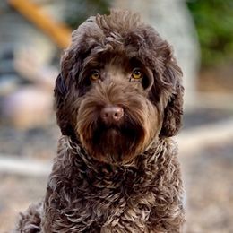 Coco - Australian Labradoodle