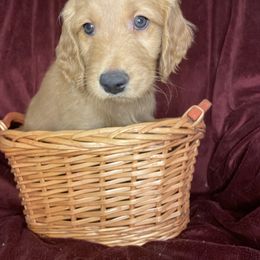 Goldendoodle Puppies from PNW Puppies