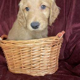 Goldendoodle Puppies from PNW Puppies