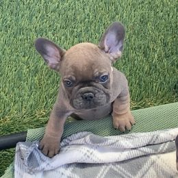 French Bulldog Puppies from EMF