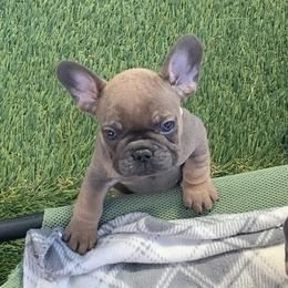 French Bulldog Puppies from EMF