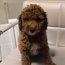 Zuko - Red  male Poodle puppy in Washington from Mt.BakerPoodles&Doodles