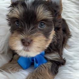 Mousse (Blue) - Chocolate, tan and white male Yorkshire Terrier puppy in Parkersburg, West Virginia from Chocolate Diamonds in the RUFF
