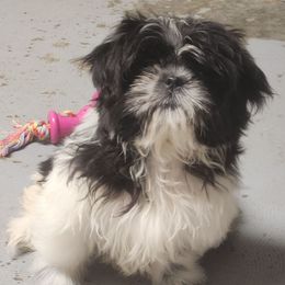 Samantha (Sam) - Black and white female Shih Tzu puppy in Richmond, Missouri from Natalie's Happy Fur Paw Shih-Tzues and More