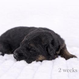 Gray Collar - Black and red male German Shepherd puppy in Plumas Lake, California from Zwinger Vom Greifjäger