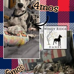 Great Dane Puppies from Windy Ridge Danes