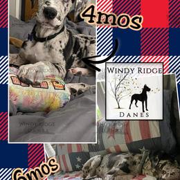 Great Dane Puppies from Windy Ridge Danes