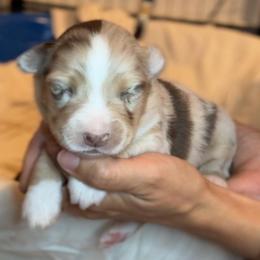 Cabernet - Red merle female Miniature Australian Shepherd puppy in Massapequa, New York from All That Auss Mini Aussies