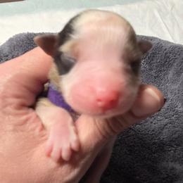 Luna- Blue Merle - Blue merle female Australian Shepherd puppy in Anthony, Florida from Out of the Blue Aussies