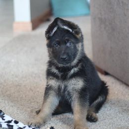 German Shepherd Puppies from Vom Musselman