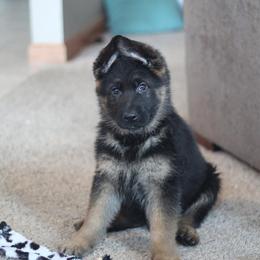 German Shepherd Puppies from Vom Musselman