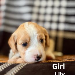 Lily - Apricot female Goldendoodle puppy in Morriston, Florida from Florida's Joyful Goldendoodles