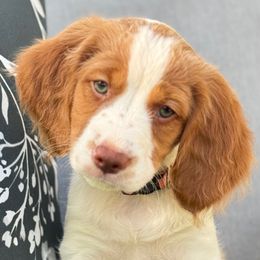 Coral - Orange and white female Brittany puppy in Katy, Texas from Katy Cavaliers & Barefoot Days Brittanys