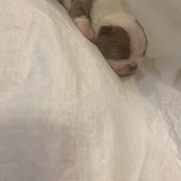 Winter - Lilac male Boston Terrier puppy in Huntington, West Virginia from AKC Moonshine Valley Boston Terriers