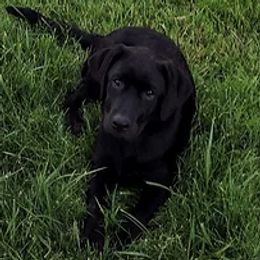 Labrador Retrievers from J and R Labradors of Texas