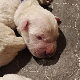 Purple - Golden female Golden Retriever puppy in Lucasville, Ohio from Halo Kennels