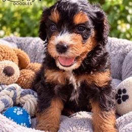 Reese's - Tri-color male Bernedoodle puppy in Saint Francis, Kansas from Land of Oz Doodles