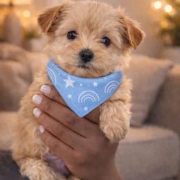 Luke -Boy 1 - Chocolate and tan male Yorkshire Terrier puppy in Selden, New York from Alisha's Yorkshire Terriers
