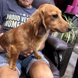 Amber - Dachshund
