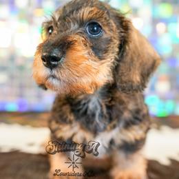 Piglet - Wild  boar and tan female Dachshund puppy in Mc Neil, Arkansas from Shining A Lowriders & Co.