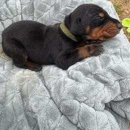 Boy 2 - Black and rust male Doberman Pinscher puppy in Elgin, Texas from New Horizons Kennels