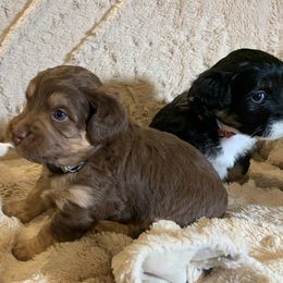Aussiedoodle Puppies from North Idaho Miniature Aussiedoodles