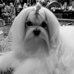 Maltese, Maltipoo, and Morkie All Grown Up from The Aristocratic Puppy Patch