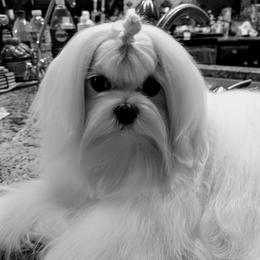 Maltese, Maltipoo, and Morkie All Grown Up from The Aristocratic Puppy Patch