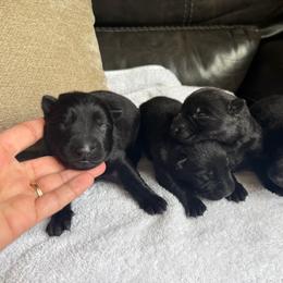 Female 4 - Black female German Shepherd puppy in Denver, Colorado from Morales Kennels