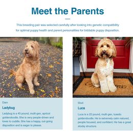 Goldendoodle puppies from Golden Doodlebugs