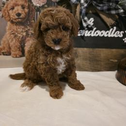 Bernedoodle, Goldendoodle, and Poodle Puppies from 4goldendoodles
