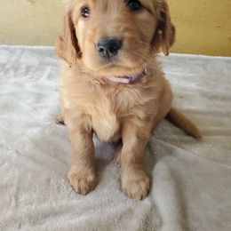 Golden Retriever Puppies from Emma's Golden Puppers