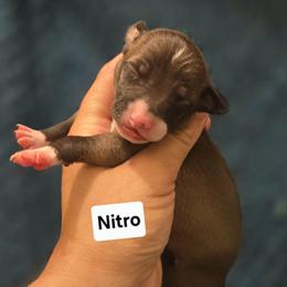 Nitro - Seal male Italian Greyhound puppy in Parsons, Kansas from Feathered Cactus Farm