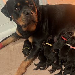 Rottweiler puppies from CG Rottweilers
