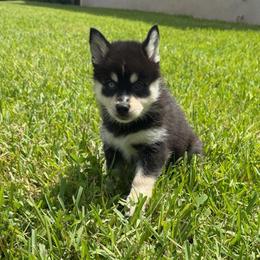 Becca - Tri-color female Pomsky puppy in La Vergne, Tennessee from Atencio Pomsky