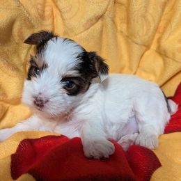 Pumpkin - Parti female Yorkshire Terrier puppy in Gatesville, Texas from KontryKritterz Yorkies