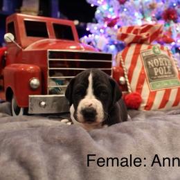 Anna - Mantle female Great Dane puppy in Albuquerque, New Mexico from Legacy Danes