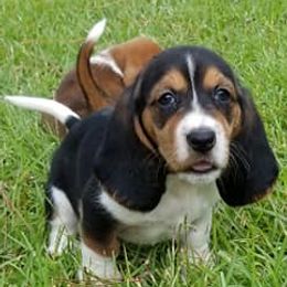 Basset Hounds from Snellgrove Farms