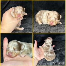AKC Holly - Chocolate merle female Pomeranian puppy in Saint Ignatius, Montana from Pomeranians Montana