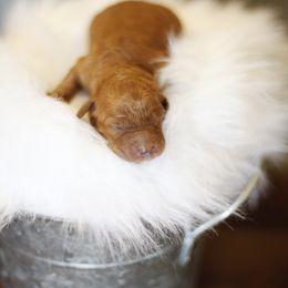 Goldendoodle Puppies from Goldendoodle Utah