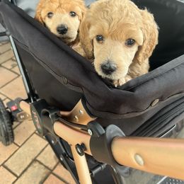 Poodle Puppies from Pawsable Prospects
