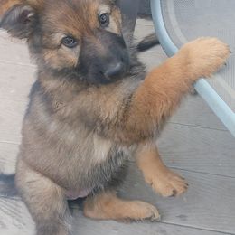 Girl 2 - Isabella German Shepherd puppy in Bozeman, Montana from Scenic View Ranch Shepherds
