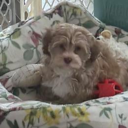 Gold boy - Gold male Havanese puppy in East Lansing, Michigan from VanCort's Happy Havanese