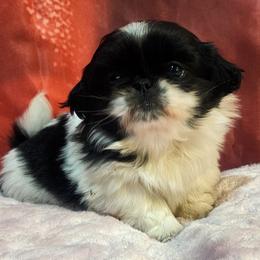 Bella - Black and tan female Pekingese puppy in Apex, North Carolina from Happy puppies