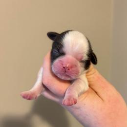 Boy 4 - Liver and white male Shih Tzu puppy in Springfield, Missouri from Lopez Family Tails