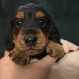 Dachshund Puppies from 4H Farms Dachshunds