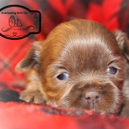 Hank Willam Jr - Lilac male Shih Tzu puppy in Suwanee County, Florida from Everlasting Shih Tzu