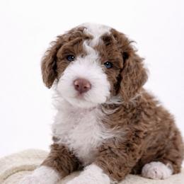 Orange - Brown and white male Aussiedoodle puppy in Byron, Georgia from Southern Olive Doodles 🫒