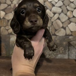 Laney - Chocolate and tan female Dachshund puppy in White Cloud, Michigan from West Michigan Dachshund